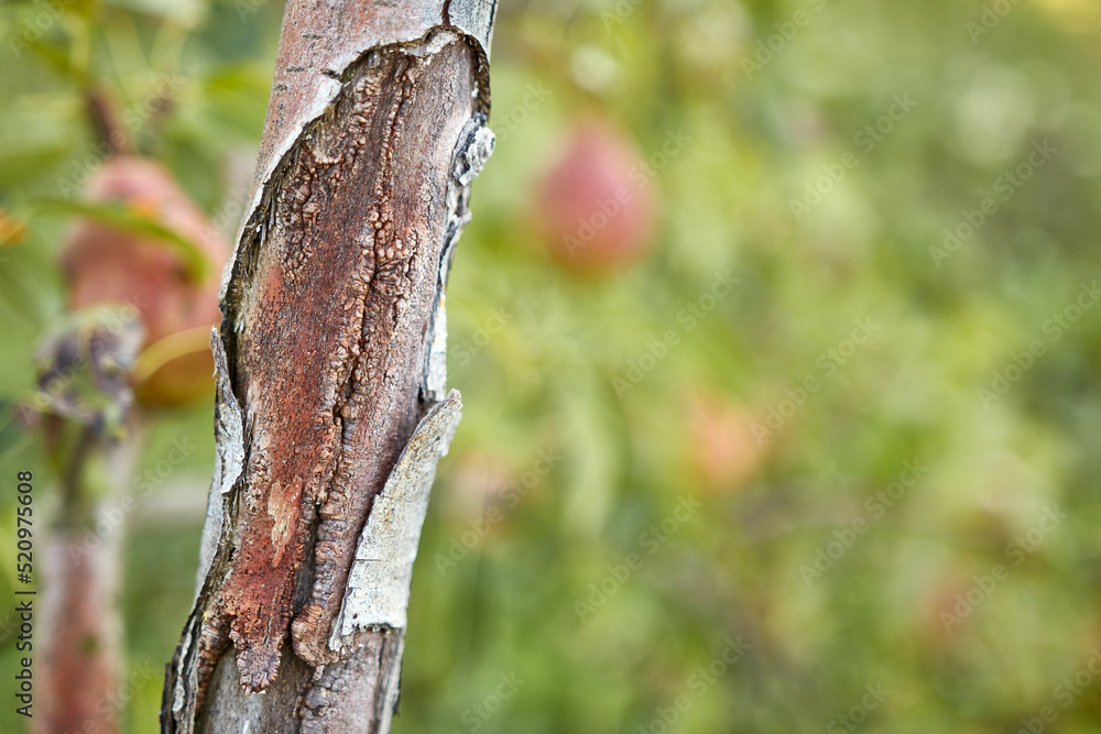 Damaged bark of a pear trunk. Gardening. Garden care. Damaged bark of a pear trunk. Gardening. Garden care.
