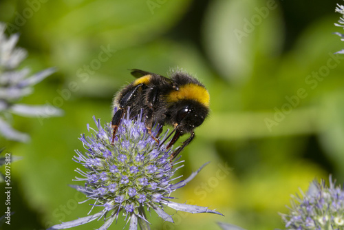 bee on a thistle flower © Denys