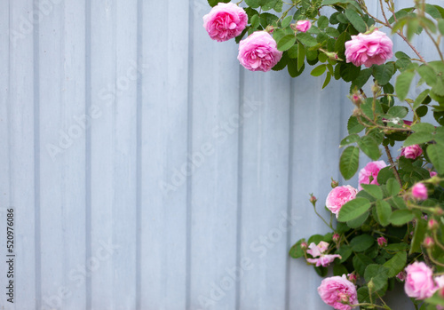 A climbing rose of pink color against a gray metal fence. Summer. Gardening. Banner with space for text