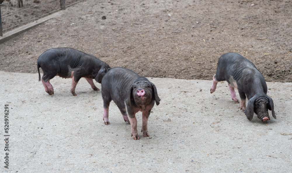 Family of black domestic Meishan pigs at pigsty Family of black domestic Meishan pigs at pigsty