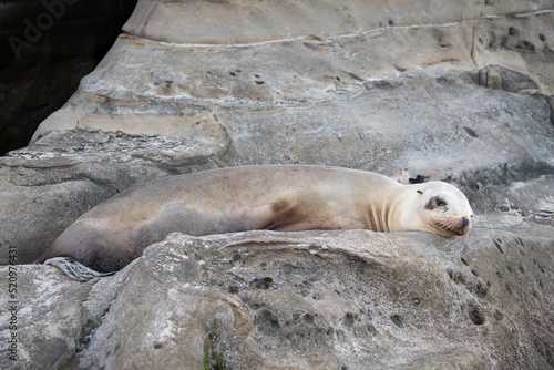 True seal marine mammal animal lying on rock