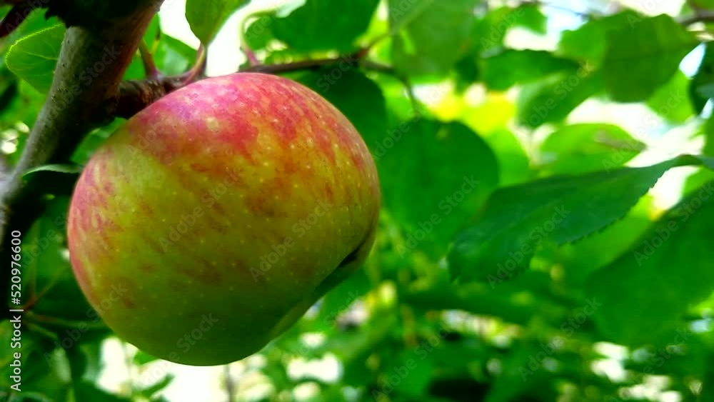 Ripe apples in the garden on a tree Ripe apples in the garden on a tree