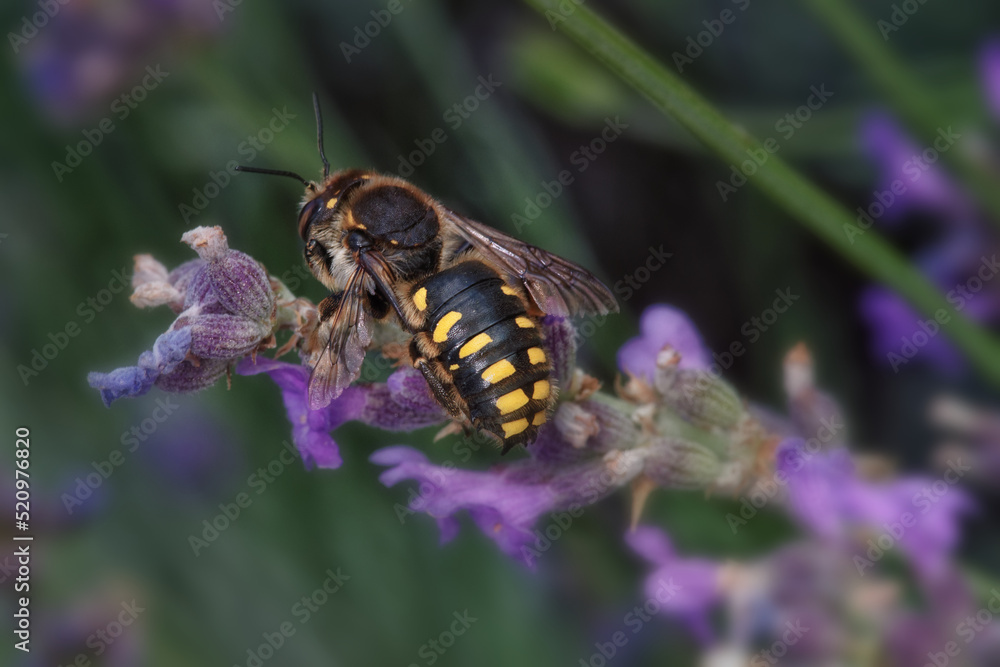 Une Anthidie Sept-Épines sur une fleur de lavance (Anthidium septemspinosum ) Une Anthidie Sept-Épines sur une fleur de lavance (Anthidium septemspinosum )