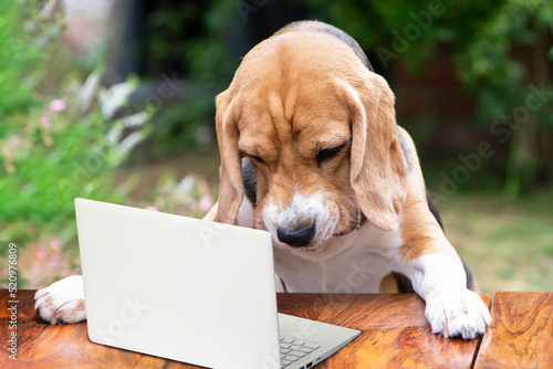 funny dog beagle attentively looks at a laptop on a table in the garden