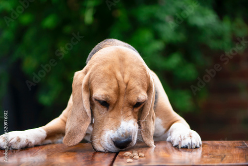 фотографія funny unhappy beagle dog sniffing tasteless food on the table