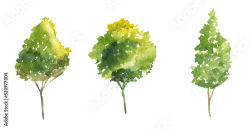 Vector hand drawn tree watercolor illustration on white background.