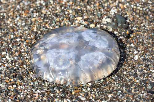 A large jellyfish lies on the sand close up