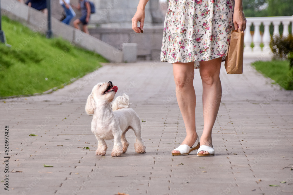Joyful Maltese dog runs along the path in the park next to his owner Joyful Maltese dog runs along the path in the park next to his owner