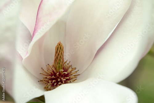 Beautiful tender white magnolia flower, closeup view