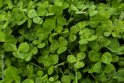 Beautiful green clover leaves and grass with water drops