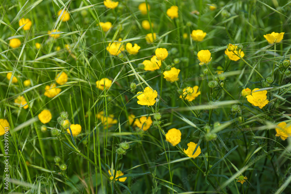 Beautiful yellow buttercup flowers growing in green grass outdoors, closeup
