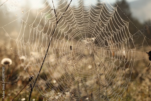 Empty cobweb in meadow on sunny day, closeup