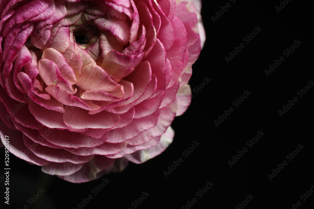 Beautiful fresh flower on dark background, closeup Beautiful fresh flower on dark background, closeup