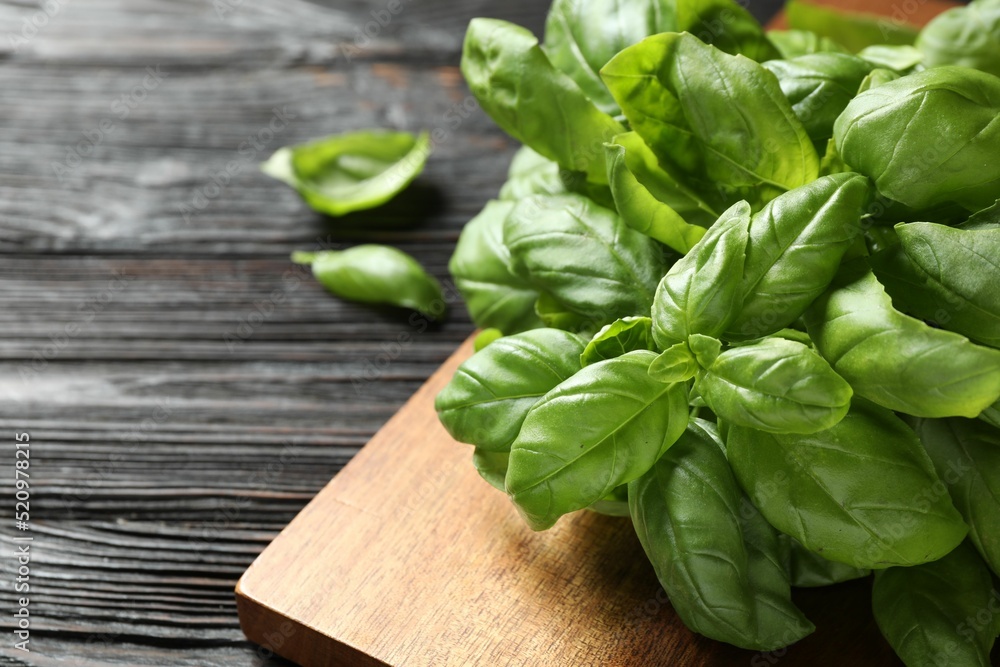Fresh green basil on black wooden table, closeup Fresh green basil on black wooden table, closeup