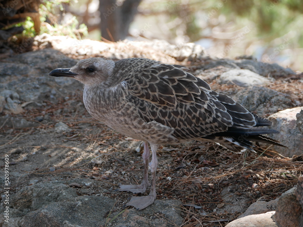 Goéland argenté juvénile