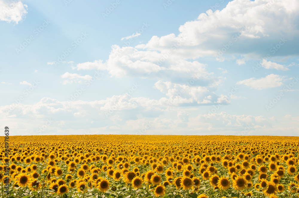 Obraz premium field of sunflowers and blue sun sky