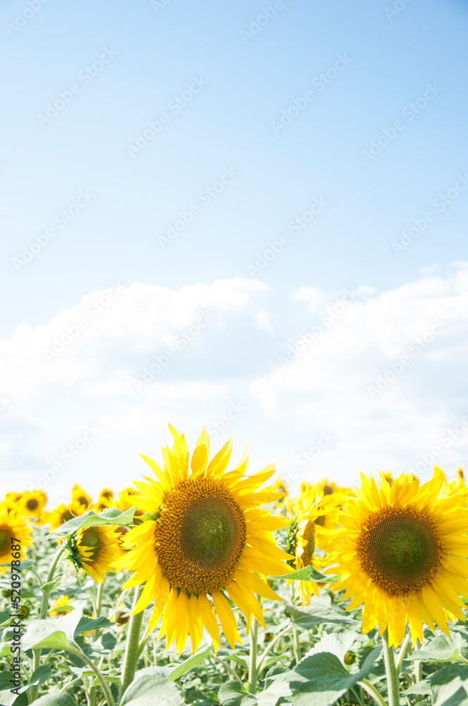 field of sunflowers and blue sun sky