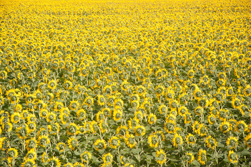 Sunflowers field back side. Farming and countryside theme. © vadim yerofeyev