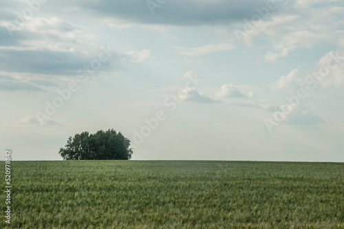 Trees on beatiful green meadow under blue sky. Wallpaper photo