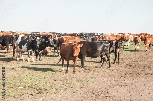 Thirsty cows drinking water from watering hole, water supply for domestic animals in free range farming © vadim yerofeyev
