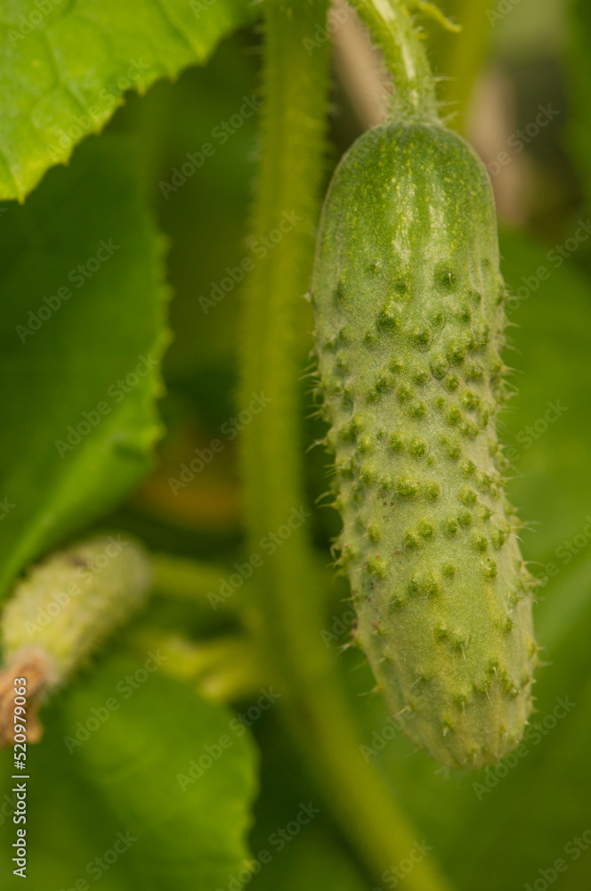 Young plants blooming cucumbers with yellow flowers, close-up on a background of green leaves. Growing and blooming young cucumbers on a branch in a greenhouse. Young plants blooming cucumbers with yellow flowers, close-up on a background of green leaves. Growing and blooming young cucumbers on a branch in a greenhouse.