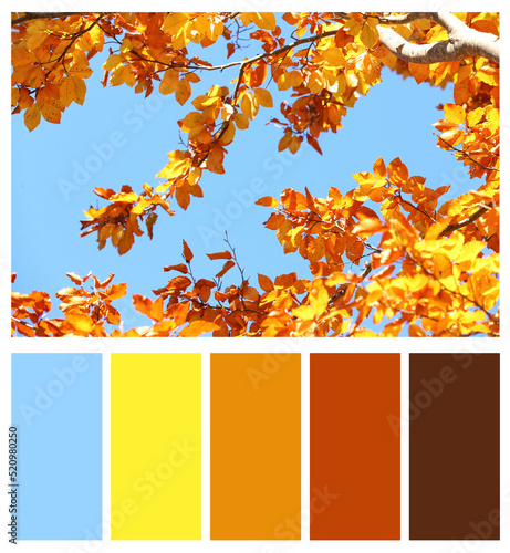 Obraz na plátne Color palette appropriate to photo of beautiful trees with autumn leaves