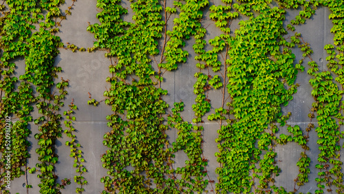 green ivy on gray wall. Nature on concrete