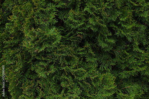 View of beautiful thuja tree with green branches