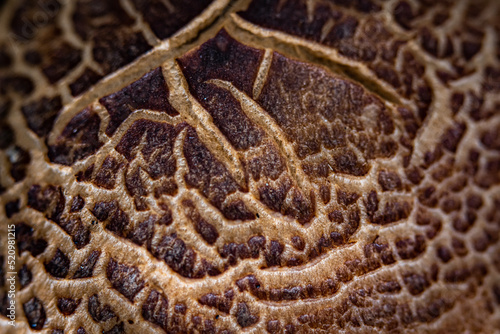 textura de castanho e ouro de um cogumelo selvagem