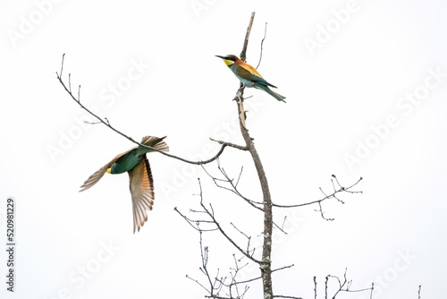 couple bee-eaters in nature perched on dry branches