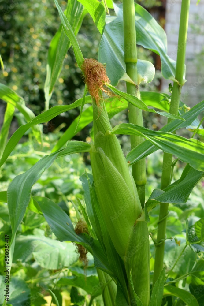 Maize, also known as corn, is a cereal grain first domesticated by indigenous peoples in southern Mexico. Maize, also known as corn, is a cereal grain first domesticated by indigenous peoples in southern Mexico.