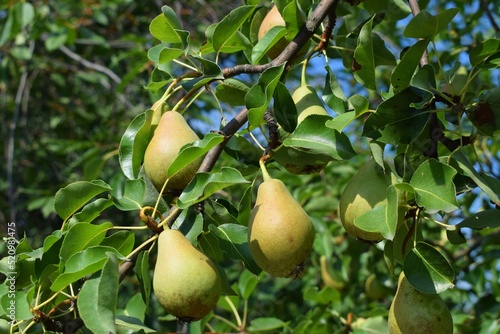 The Summer harvest of pears
