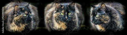 triple cat art portrait of russian female european cat