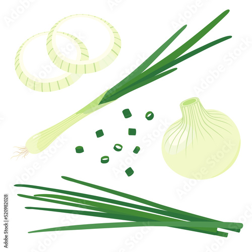 Vector illustration of green onion. set of onion