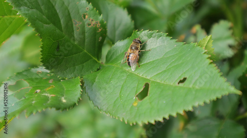 Syrphidae pollinators on a rose leaf