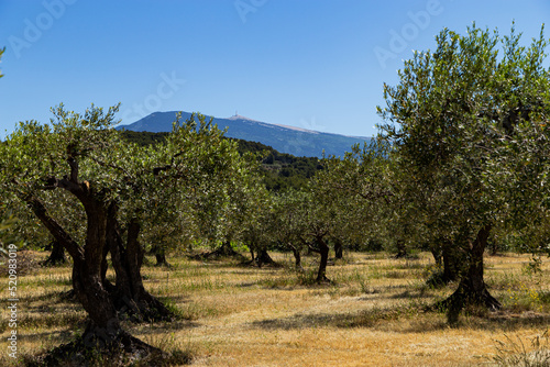 Des Oliviers au Ventoux