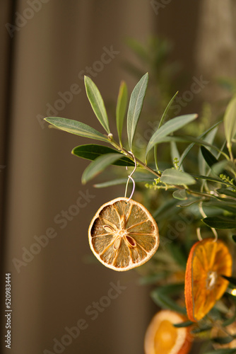 Olive tree with dried oranges 