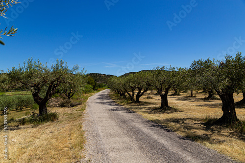 Route des Oliviers