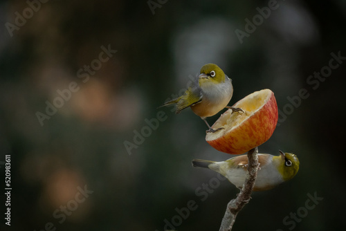 Two Silvereye Birds Feeding on Apple in the Garden with Selective Focus and Copy Space photo