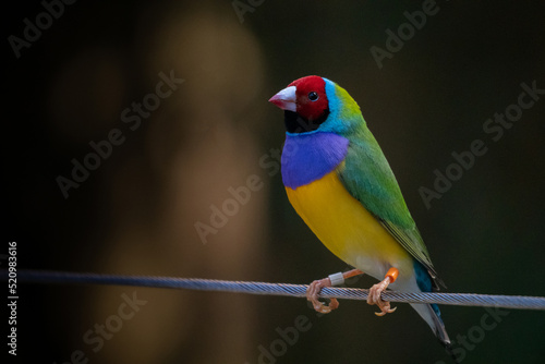 Fotografía Colourful Gouldian Finch sitting on a Fence on a Dark Background with Selective