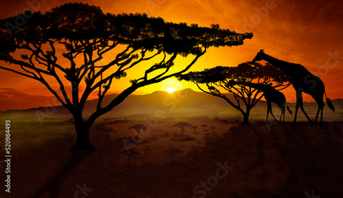 Giraffes in a spectacular sunset in the savannah