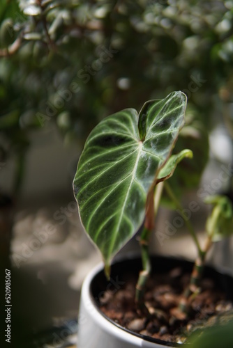 plant in a pot (philodendron verrucosum) photo