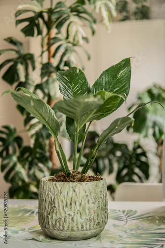 plant in a pot (Spathiphyllum Variegata)