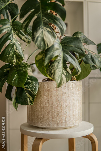 monstera variegata in a beautiful pot 