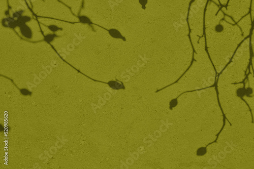 Abstract briar branches shadows on olive green concrete wall texture with roughness and irregularities. Abstract trendy nature concept background. Copy space for text overlay, poster mockup flat lay 