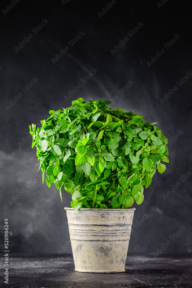 Basil aromatic plant in pot. Basil aromatic plant in pot.