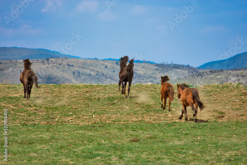 Wild horses on the green meadow in the summer