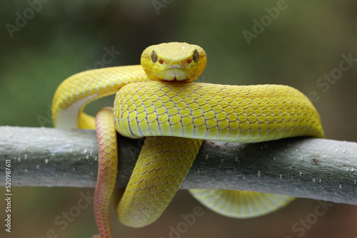 Yellow White-lipped Pit Viper closeup