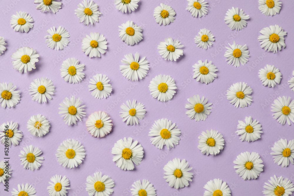 Many beautiful daisy flowers on lilac background, flat lay