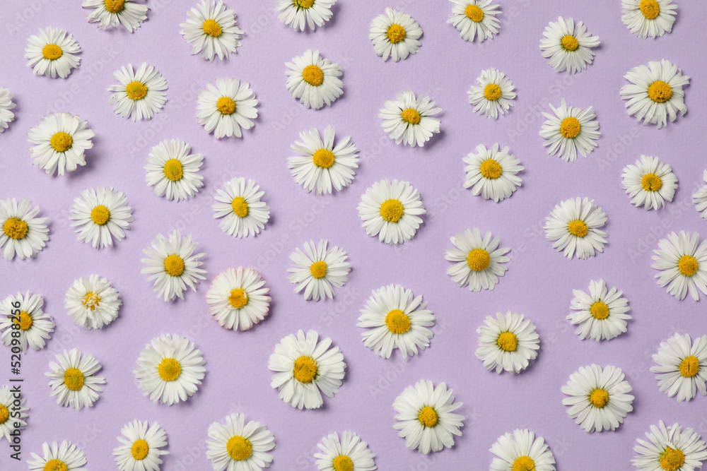 Obraz premium Many beautiful daisy flowers on lilac background, flat lay